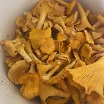 Norppa פונקהריו